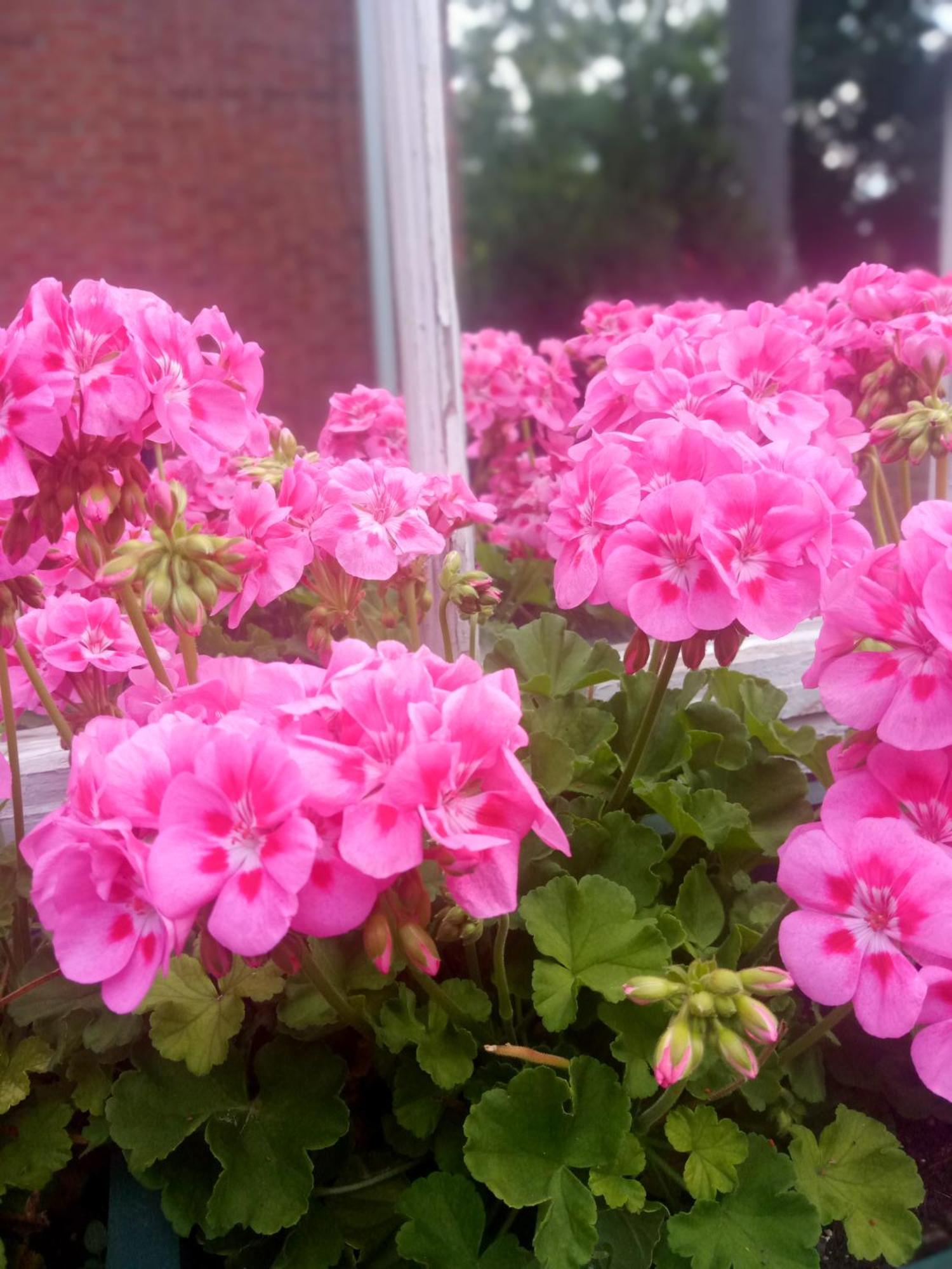 Blairpen House Country Inn Niagara-on-the-Lake Εξωτερικό φωτογραφία